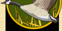 goose hunting